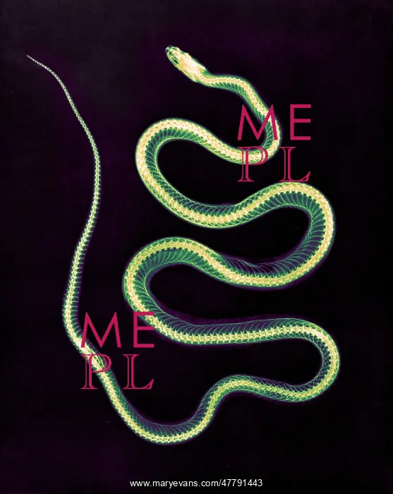 : Aesculapian Snake, X-ray, 1896 : Aesculapian Snake, X-ray, 1896