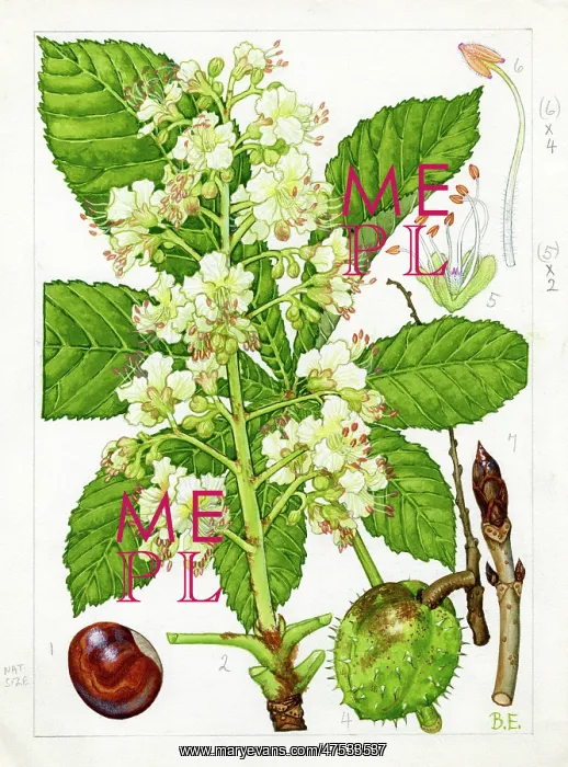 : Aesculus hippocastanum - horse chestnut : Aesculus hippocastanum - horse chestnut