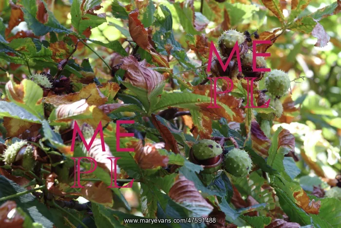 : Aesculus hippocastanum, horse chestnut tree : Aesculus hippocastanum, horse chestnut tree