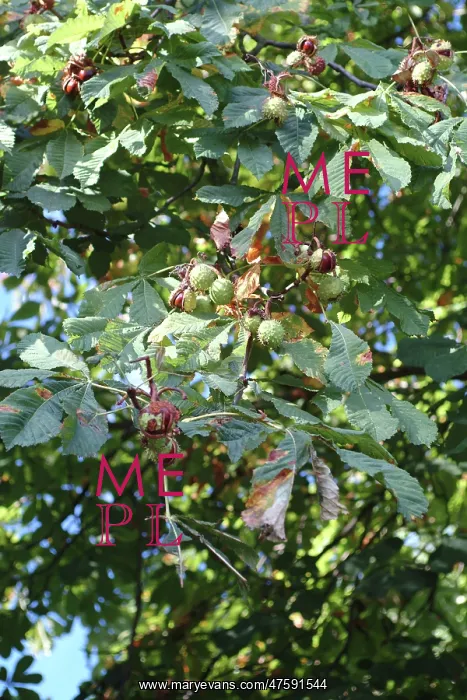 : Aesculus hippocastanum, horse chestnut tree : Aesculus hippocastanum, horse chestnut tree