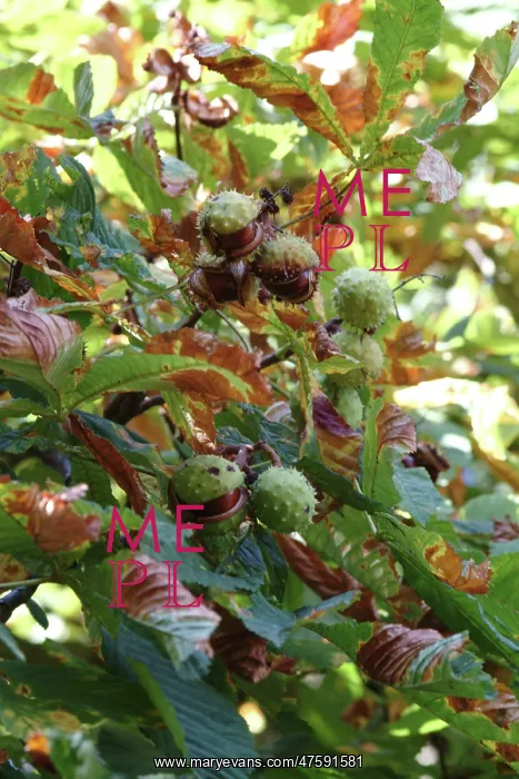 : Aesculus hippocastanum, horse chestnut tree : Aesculus hippocastanum, horse chestnut tree