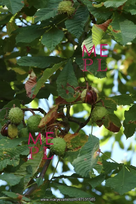 : Aesculus hippocastanum, horse chestnut tree : Aesculus hippocastanum, horse chestnut tree