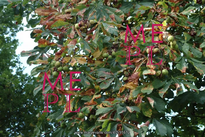 : Aesculus hippocastanum, horse chestnut tree : Aesculus hippocastanum, horse chestnut tree