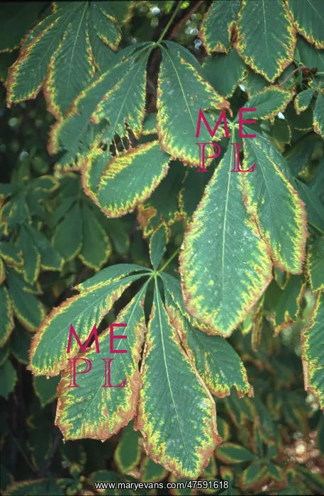 : Aesculus hippocastanum, horse chestnut tree : Aesculus hippocastanum, horse chestnut tree