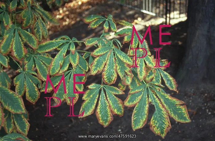 : Aesculus hippocastanum, horse chestnut tree : Aesculus hippocastanum, horse chestnut tree