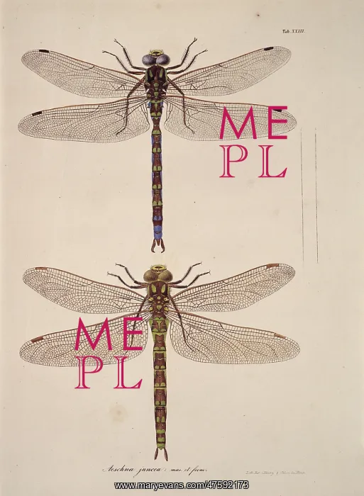 : Aeshna sp. dragonflies : Aeshna sp. dragonflies