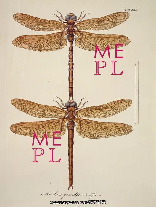 : Aeshna sp. dragonflies : Aeshna sp. dragonflies