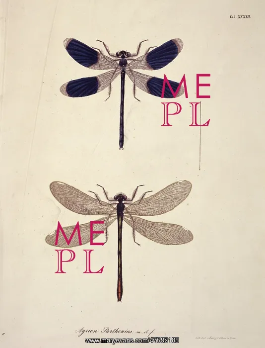 : Aeshna sp. dragonflies : Aeshna sp. dragonflies