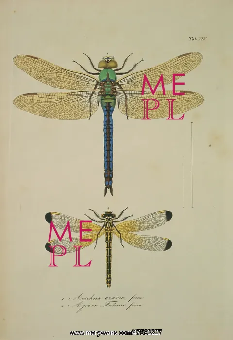 : Aeshna sp. dragonflies : Aeshna sp. dragonflies