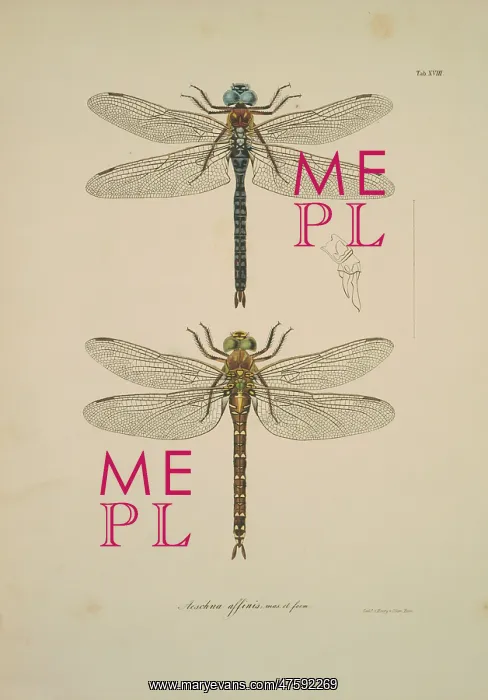 : Aeshna sp. dragonflies : Aeshna sp. dragonflies