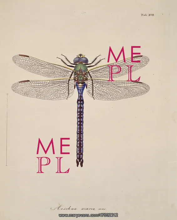 : Aeshna sp. dragonflies : Aeshna sp. dragonflies