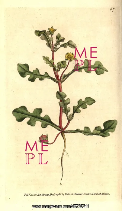 : Aethephyllum pinnatifidum : Aethephyllum pinnatifidum