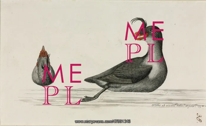 : Aethia cristatella, crested auklet : Aethia cristatella, crested auklet
