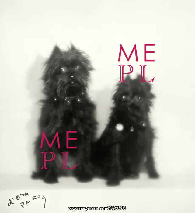 : Affenpinscher of countess Castelbarco : Affenpinscher of countess Castelbarco