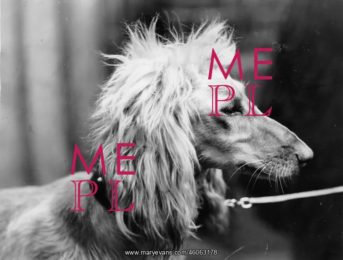 : Afghan greyhound : Afghan greyhound
