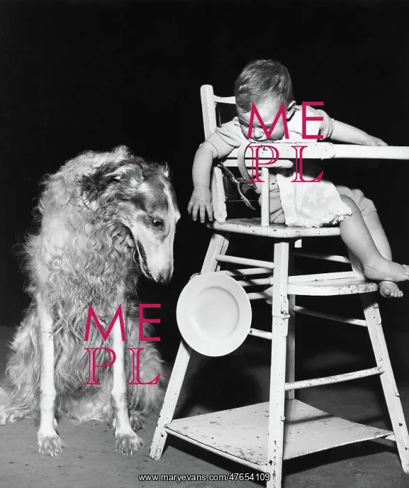 : Afghan hound with baby in highchair : Afghan hound with baby in highchair