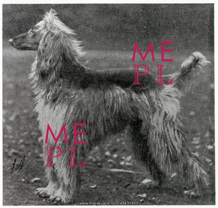  : Afghan Hound - Ch. Sirdar of Ghazni