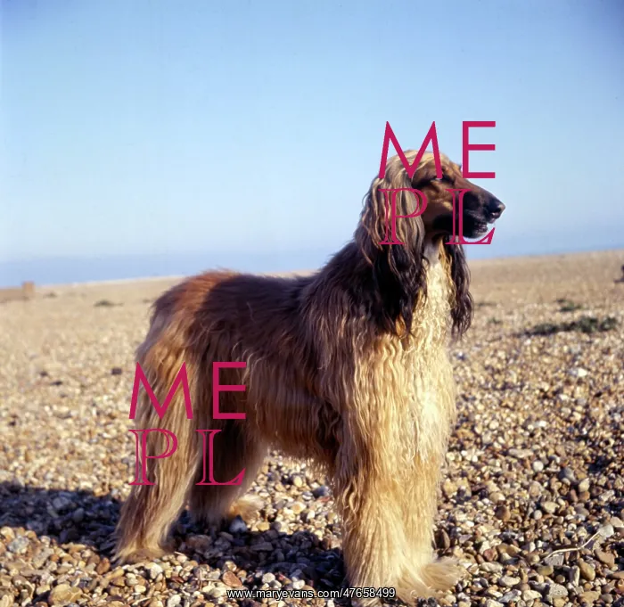 : Afghan hound on a pebbly beach : Afghan hound on a pebbly beach