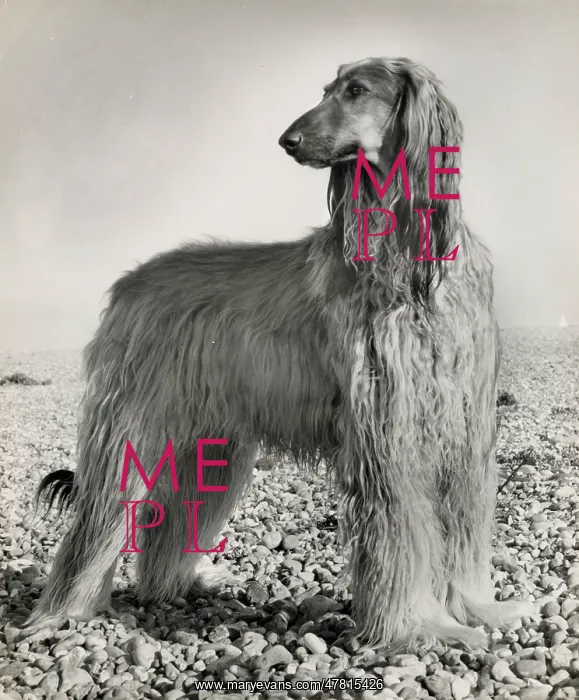  : Afghan hound on a pebbly beach