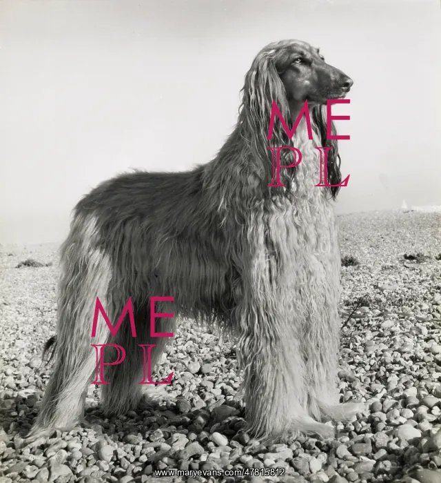  : Afghan hound on a pebbly beach