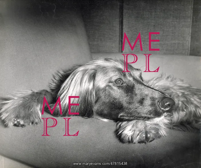  : Afghan hound resting
