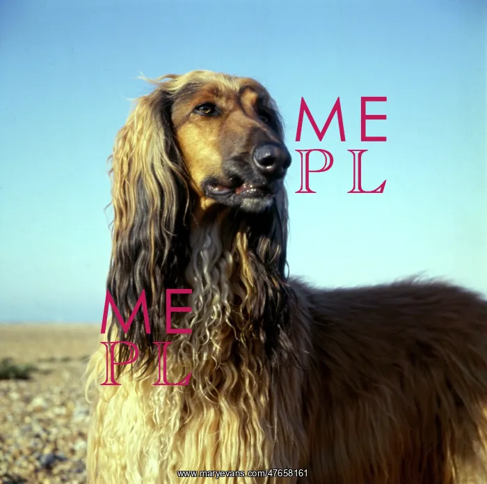 : Afghan hound with wet fur on a beach : Afghan hound with wet fur on a beach