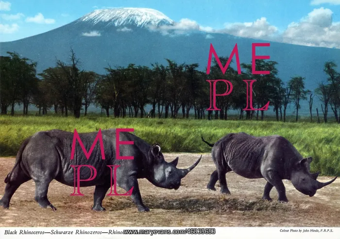 : Africa - Black Rhinoceros : Africa - Black Rhinoceros