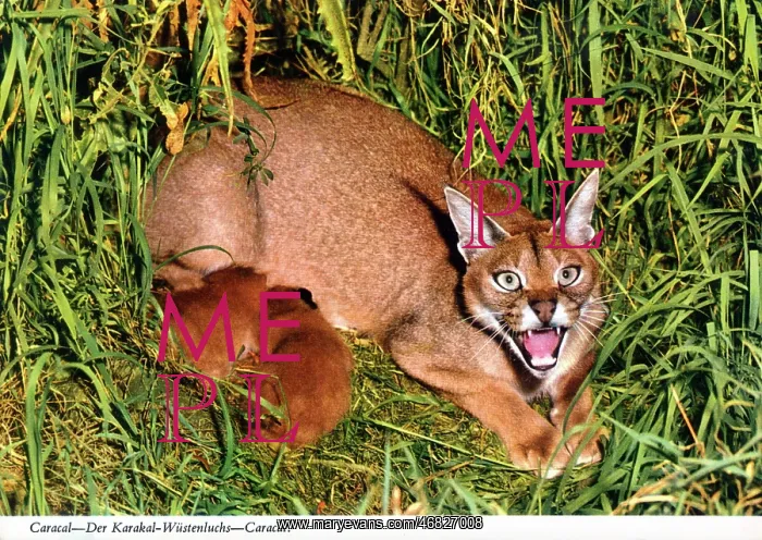 : Africa - Caracal : Africa - Caracal