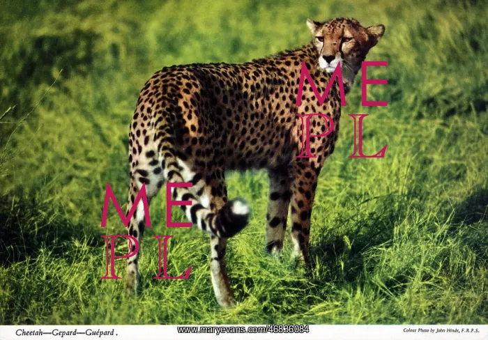 : Africa - Cheetah : Africa - Cheetah