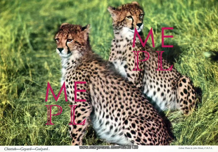 : Africa - Two Cheetahs : Africa - Two Cheetahs