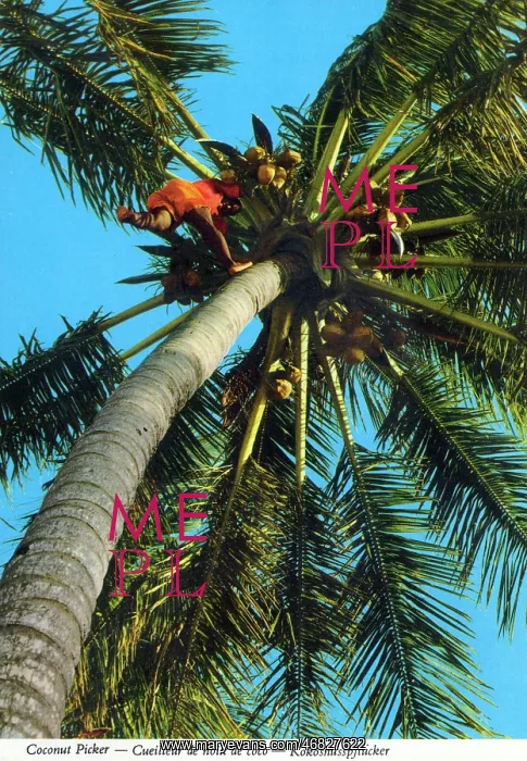 : Africa - Coconut picker high up a palm tree : Africa - Coconut picker high up a palm tree