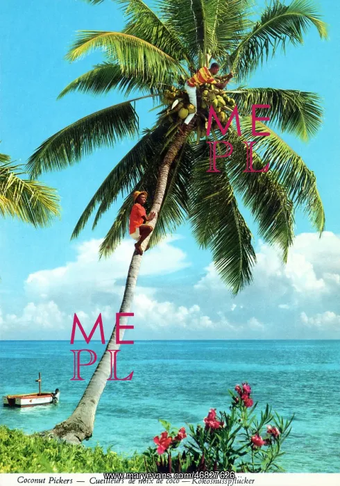 : Africa - Coconut picker high up a palm tree : Africa - Coconut picker high up a palm tree