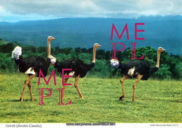 : Africa - Three Common Ostrich (Struthio camelus) : Africa - Three Common Ostrich (Struthio camelus)