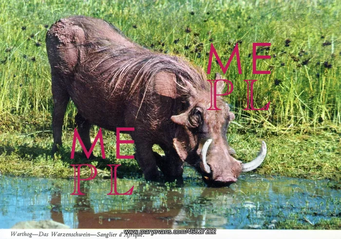 : Africa - Common Warthog at a waterhole : Africa - Common Warthog at a waterhole