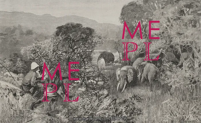 : Africa. The Congo. Herd of elephants : Africa. The Congo. Herd of elephants