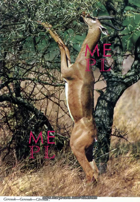 : Africa - Gerenuk : Africa - Gerenuk