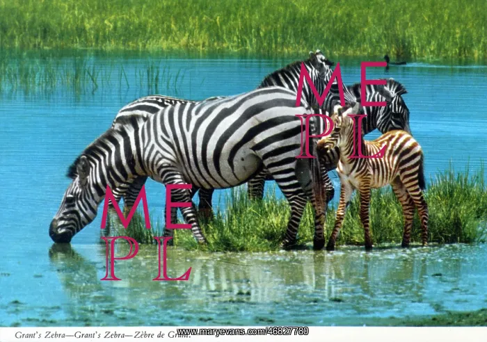 : Africa - Grant's zebra : Africa - Grant's zebra