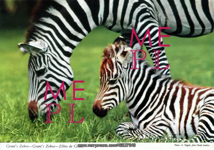 : Africa - Grant's zebra : Africa - Grant's zebra