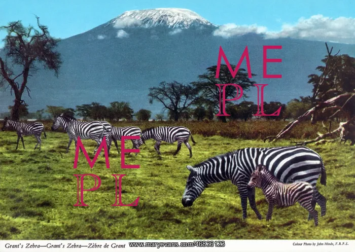 : Africa - Grant's zebra : Africa - Grant's zebra