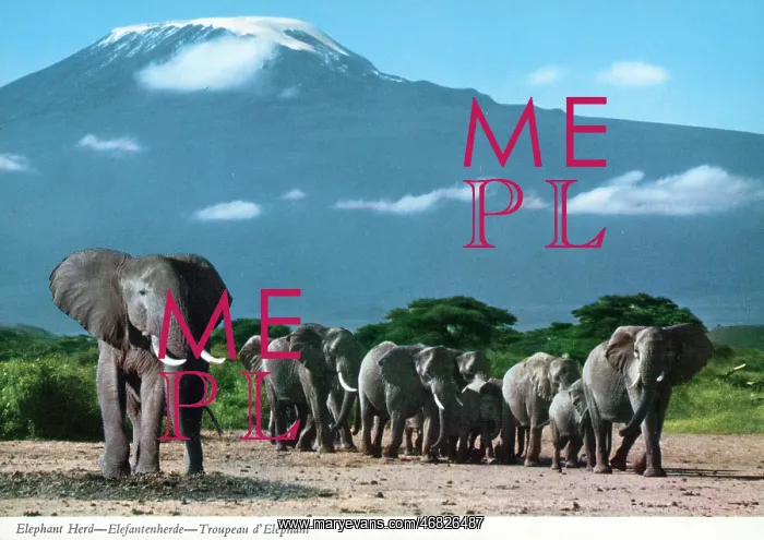 : Africa - Herd of African Elephants : Africa - Herd of African Elephants