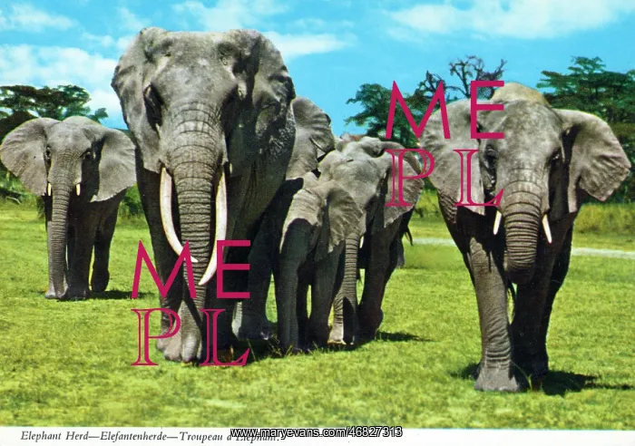 : Africa - Herd of African Elephants : Africa - Herd of African Elephants