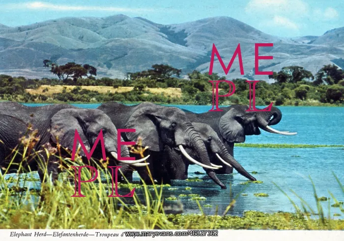 : Africa - Herd of African Elephants : Africa - Herd of African Elephants
