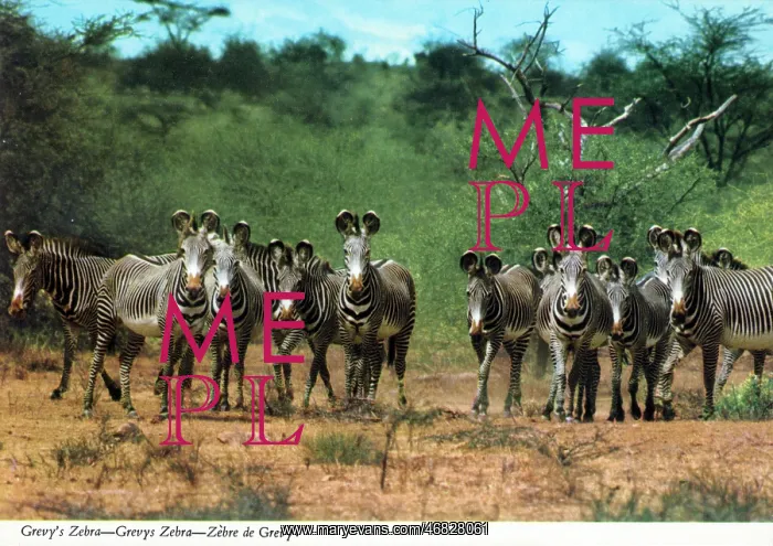 : Africa - Herd of Grevy's Zebra : Africa - Herd of Grevy's Zebra