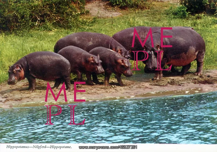 : Africa - Hippopotamus group : Africa - Hippopotamus group