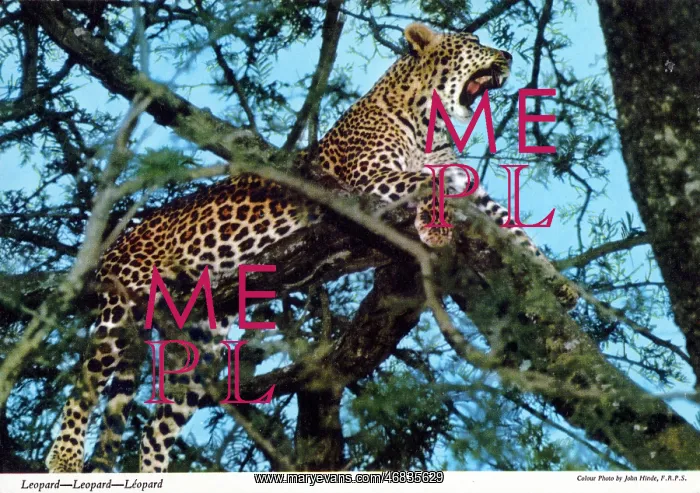 : Africa - Leopard : Africa - Leopard