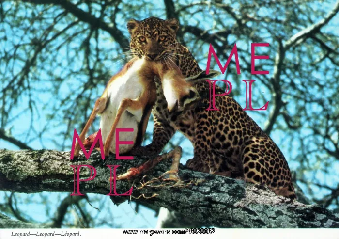 : Africa - Leopard and captured antelope : Africa - Leopard and captured antelope