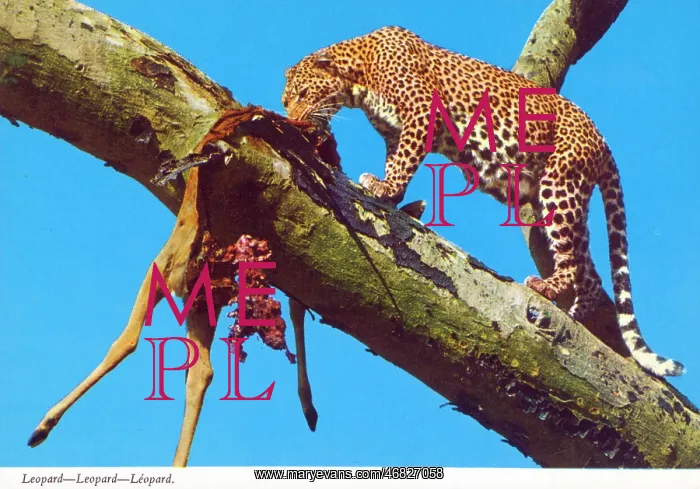 : Africa - Leopard and prey : Africa - Leopard and prey