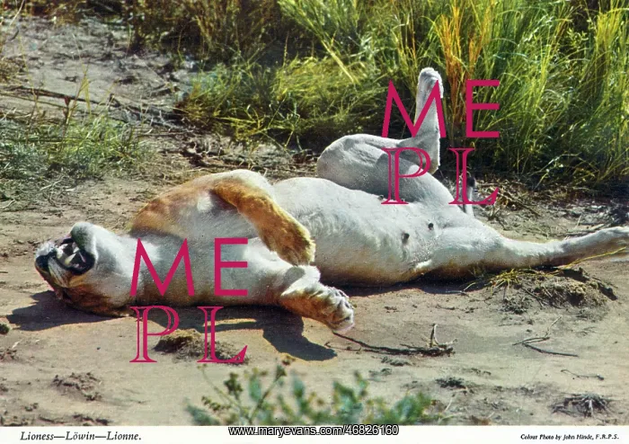 : Africa - Lioness : Africa - Lioness