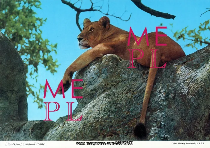 : Africa - Lioness : Africa - Lioness