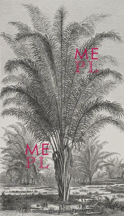 : Africa. Palm tree (Raphia vinifera) : Africa. Palm tree (Raphia vinifera)